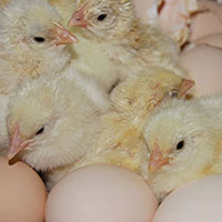 Poultry & Egg Curriculum